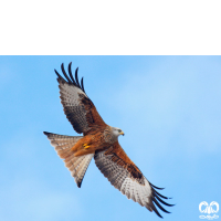 گونه کورکور حنایی Red Kite